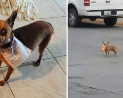 Quarantined Man Sends His Dog To The Store With A Note To Get Cheetos