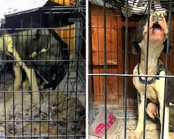 Cops Looking For Owner Who Locked Starving Dogs In A Filthy Shed & Took Off