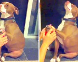 Drama Queen Pit Bull Faints In Slow Motion To Avoid Getting Nails Clipped