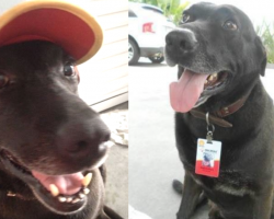 Abandoned Dog Wanders Up To A Gas Station — And They Give Him A Job