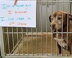 Shelter Dog’s Been Waiting 7 Years To Be Adopted: ‘I Just Need A 2nd Chance’