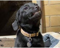 Shelter Pup Longing For Home Flashes ‘Goofy Grin’ As Adopters Walk Passed Him