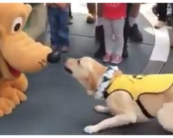 Guide Dog Fell In Love When Meeting Pluto For The First Time