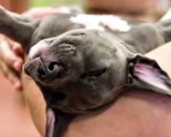 Owner Didn’t Want Puppy Who Was Born Different, Threw Her In The Trash Can