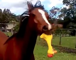 Horse Breaks Out His Rubber Chicken Toy To Annoy His Owner
