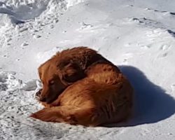 Abandoned Dog Could Only Sleep On The Snow In Front Of A Hotel