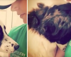 Surrendered Dog Doesn’t Understand Why He Wasn’t Good Enough For His Owners