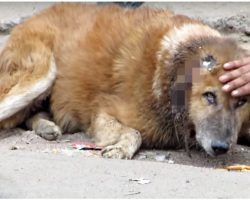 Ignored Old Street Dog With Gaping Wound Is Touched By A Loving Hand