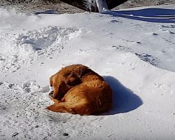 She Slept On The Snow Every Night, But Hotel Owner Kept Chasing Her Away