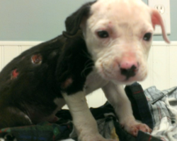 Family Couldn’t Stand The Sight Of Their Puppy After A House Fire And Abandoned Him