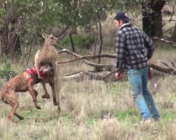 Guy Punches Kangaroo To Try To Free His Dog From Its Strong Chokehold