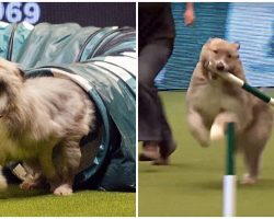 Kooky Rescue Pup Breaks All The Rules At Agility Competition & Steals The Show