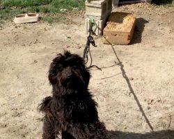 He Spent His Life Tied To A Cinder Block Receiving No Attention Or Affection