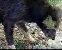 Mom Hid Her Babies, Walked Miles Hoping Humans Would Follow Her Back