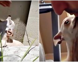 “Mean” Chihuahua That Bit Everyone Met A Human Who Accepted Her Past