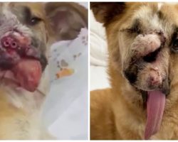 After Crushing Her Nose & Stomping On Her Face, They Shot Her Snout Off
