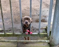 She Peered Through Gate With Sad Eyes After Owner Tied Her Up & Drove Away