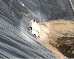 Mama & Baby Stuck In Deep Pit Cling Together As Strange Man Stare Down