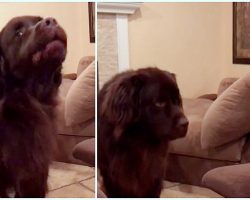 Stubborn Newfie Throws A Tantrum, Only Listens To His Tiny Human