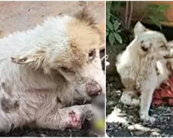 Old Detested Dog That Was Battered And Stabbed Rose From The Ashes To Get Even