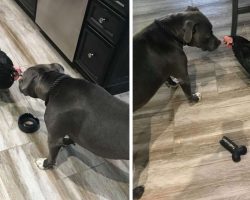 Thoughtful Pit Bull Pup Brings Toys Over To Her Blind Chicken Sister