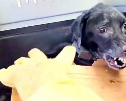 Constant Abuse Made This Dog So Aggressive, He Became Terrified Of Human Touch