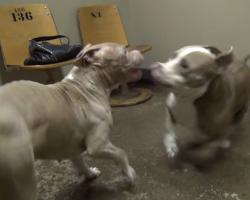 Two Abused Pit Bulls Can’t Stop Dancing After Being Rescued