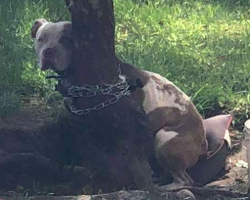 Pit Bull Found Padlocked To A Tree So Tightly, He Was Unable To Move An Inch