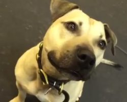Pit Bull Rescued From A Fighting Ring Is Given His First Snack, And ‘Loses His Mind’