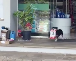 Proud Pup Struts Out Of Store All By Himself With A Bag Of Dog Food
