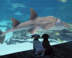 Puppies Get To Explore And Take In Sights And Sounds Of Closed-Down Aquarium