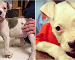 “Crooked Puppy” Left Roadside Craved Acceptance, He Received A Great Deal More
