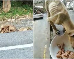 “Roadside Stray” Picked Up By Angel, Eyes Grow Wide As He Sees First Meal