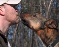 After 6 Long Years At The Shelter, Rufo The Pit Bull Finally Gets Adopted