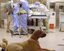 Dog Waits Nervously And Patiently For His Zoo Friend To Get Through Surgery