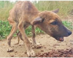 “Skin & Bones” Puppy Devours Food While Talking & Wagging His Tiny Tail