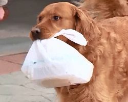 Golden Delivers Groceries To Elderly Neighbor Who’s Stuck In Quarantine