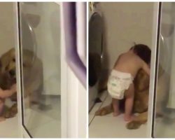 During A Storm, A Toddler Cuddles A Golden Retriever