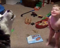 Toddler And His Talkative Husky Have Daily Conversations With Each Other