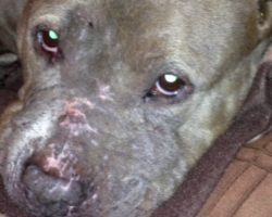 Dog Found Covered In Scars Trusted No One After Being Forced To Fight In Life