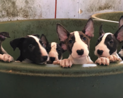 Rescuers Think They’re Saving Five Dogs, Find 110 Bull Terriers On Property