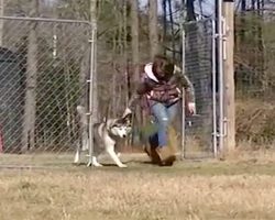 After Spending His Entire Life On A Chain, Biscuit Was Shown An Empty Field