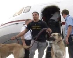 Airline Refused To Fly Marine’s Dogs To New Base, So Heiress Charters Private Jet
