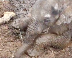Sickly Baby Elephant Refused By Herd, Finds A Dog To Accept Him