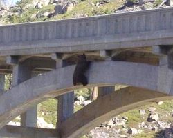 Bear Found Hanging On For Dear Life Under A Bridge