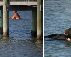 Man Jumps In And Swims Toward Bear He Sees Struggling In The Water