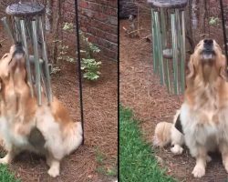 Bleu The Golden Retriever ‘Plays’ The Wind Chimes To Sing Along With Them