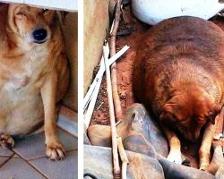 Obese Dog Becomes A “Spectacle” For Onlookers But No One Cares About His Pain