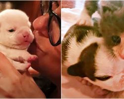 Premature Kitten “Adopts” Sick Bulldog Puppies And Transformed Them