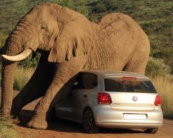 Tourists Are Taking In The View When A Bull Elephant Singles Out Their Car
